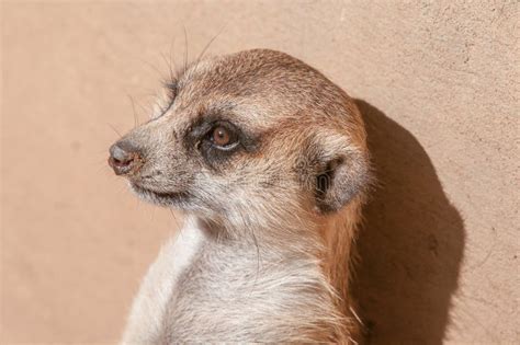 Meerkat Portrait Stock Image Image Of Fauna South Rodent 51868563
