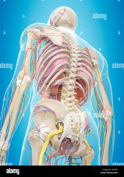 Human Back Anatomy Hi Res Stock Photography And Images Alamy