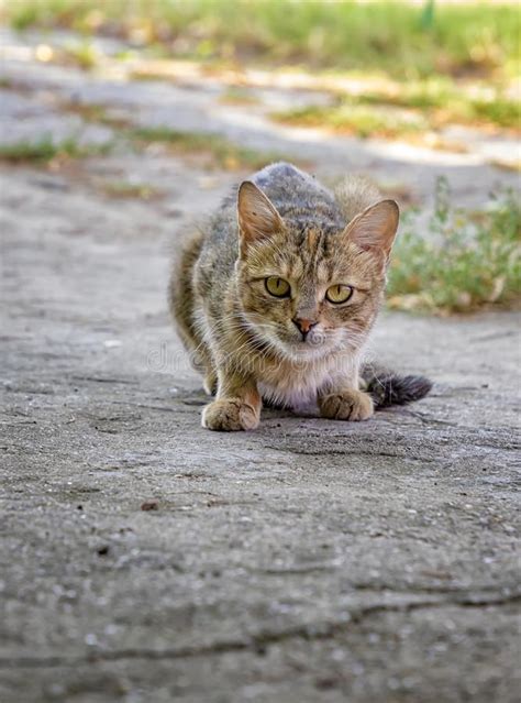 333 Mouse Hunting Wild Cat Stock Photos Free And Royalty Free Stock
