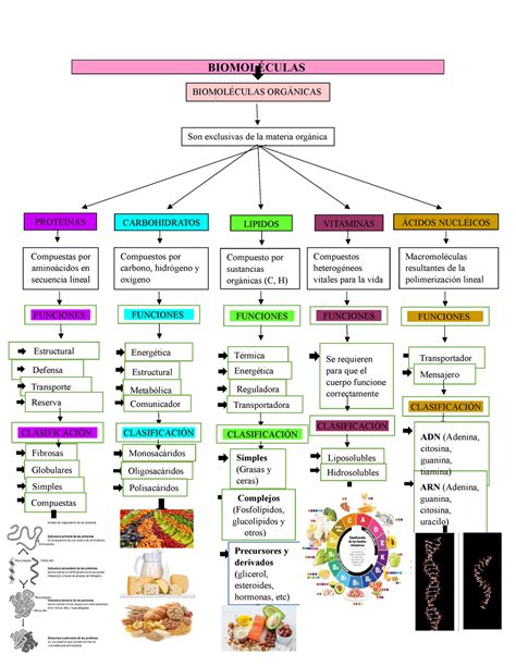 Arriba 60 Imagen Mapa Mental De Biomoléculas Abzlocalmx