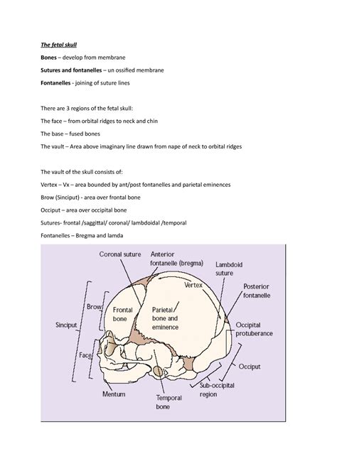 The Fetal Skull Midwifery 2107 Intake The Fetal Skull Bones