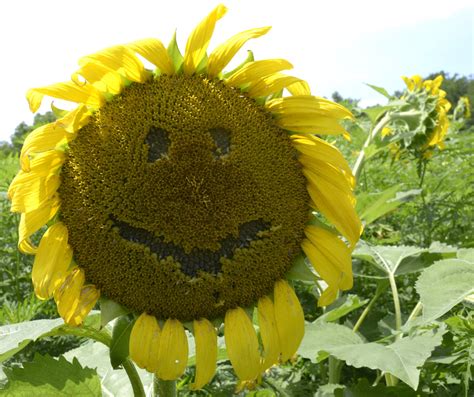 The Famous Sunflowers Of Moco 3 Poolesville Maryland Jul Flickr