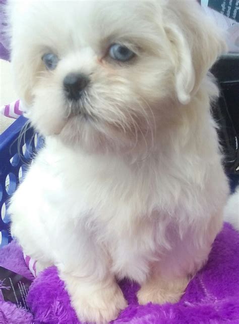 Shih Tzu Puppies For Sale Hayward Ca 271906 Petzlover