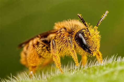 Pollen Covered Pollinator By Dalantech Solitary Bees Forest And