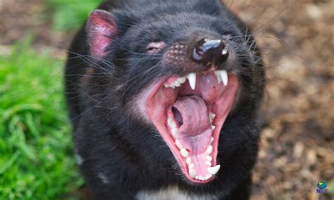 Hasta hace menos de 100 años ocupaba el segundo lugar, tras el tilacino o lobo marsupial, extinto desde 1930. El Reino Animal: EL DEMONIO DE TASMANIA. El de los dibujos ...