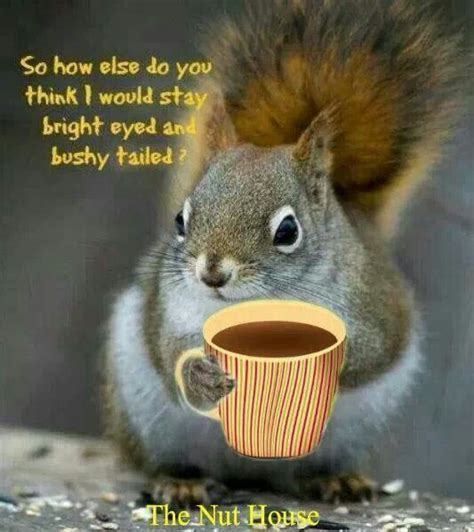 I Need Coffee Funny Animal Quotes Squirrel Funny Coffee Humor
