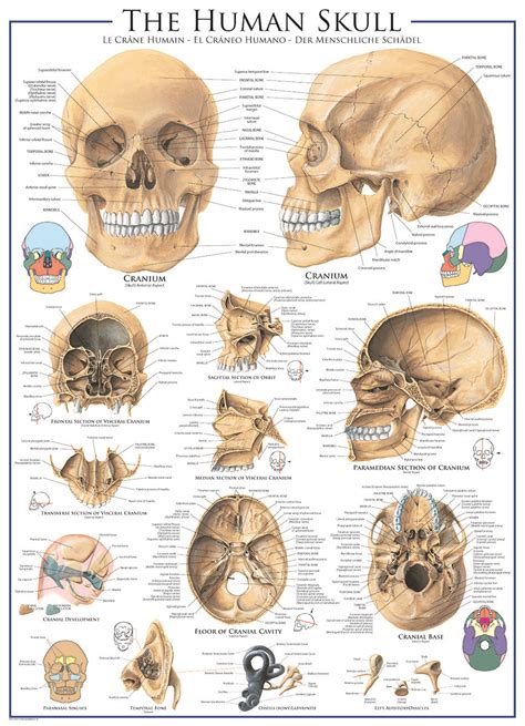 The others include body temperature. EuroGraphics Human Skull 1000-Piece Puzzle. Learn about the bones of the human body. Features ...