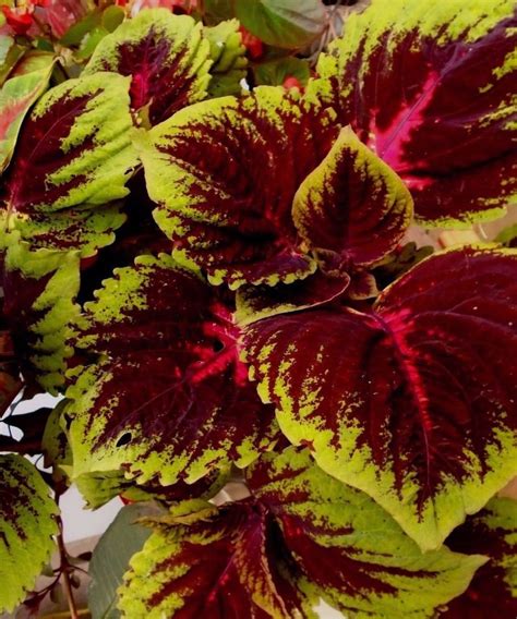 Kong Rose Lime Coleus Shade Large Leaves Colorful 5 Seeds Etsy