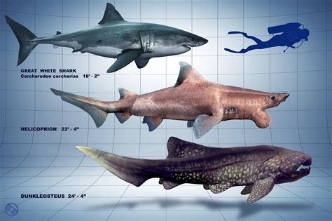 Size Comparison Of Helicoprion Dunkleosteus And A Great White Shark