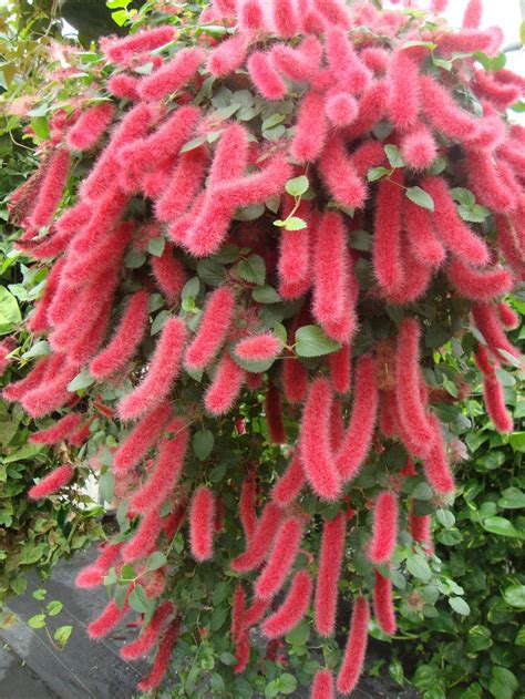 This is the average expected mature height by width in feet or inches. Photo of the entire plant of Chenille Plant (Acalypha ...