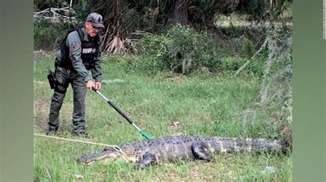 11 Foot Alligator Blocks Traffic On Florida Highway Sky News The