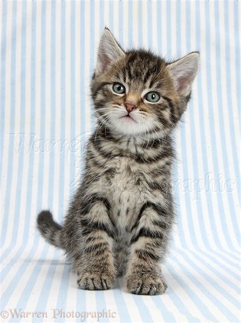 Cute Tabby Kitten 6 Weeks Old Photo Wp38915