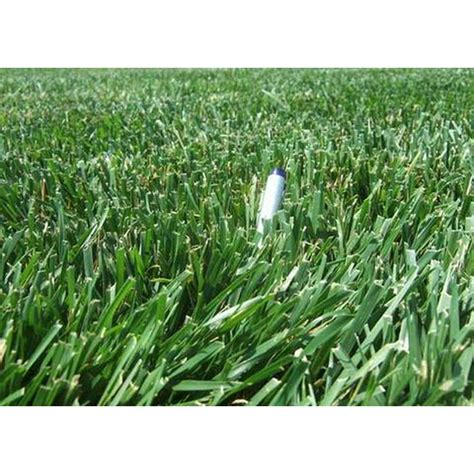 Rendition Turf Type Tall Fescue Grass Seeds 1 Lb
