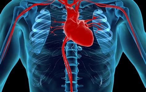 The human body is made up of several organ systems that work together as one unit. Where is your heart located and how does a heart pain and chest pain differ?
