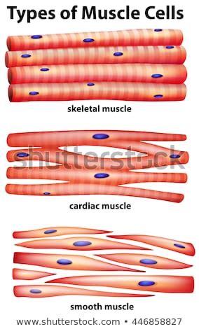 In the muscular system, muscle tissue is categorized into three distinct types: Diagram Showing Types Muscle Cells Illustration Stock ...