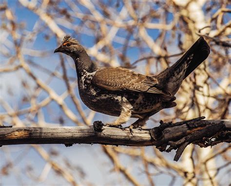 Blue Grouse Split Into The Sooty And Dusky Grouse Project Upland