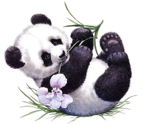 Panda Bears Drawing At Getdrawings Free Download