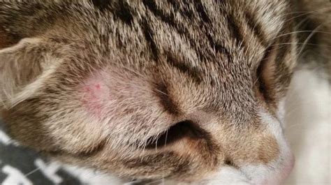 Why Your Cat May Be A Ringworm Carrier Ringworm In Cats Cat Diseases