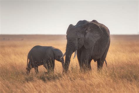 In An Age Of Extinction How Can Canada Curb Its Ivory Trade Canada