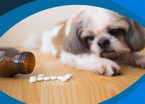 A Brief Guide To Heart Medications For Dogs Vetandtech Health