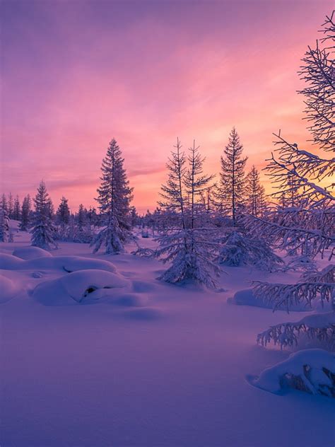 Wallpaper Winter Forest Snow Scenery Nature 4344