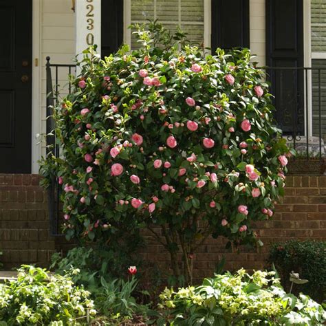 debutante camellias for sale