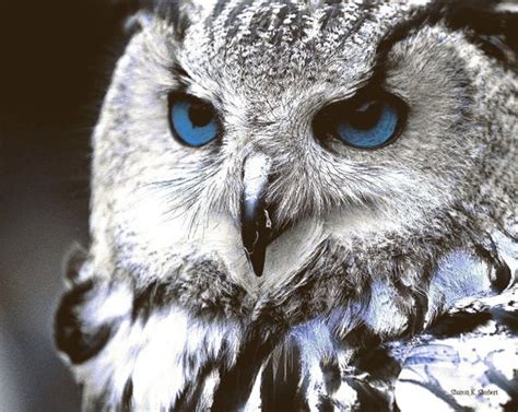 Blue Eyed Owl Bird Art Woodland Totem Animal Wildlife