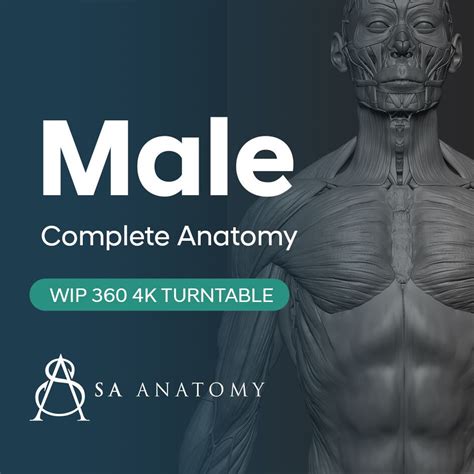 Hd Complete Human Anatomy 3d Model 4k 360 Zbrush 2020 2021 On