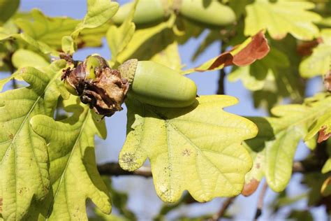 Diseases Affecting Live Oak Trees