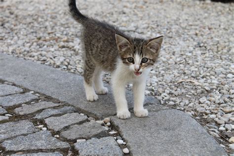 While feral cats don't pose any serious risks to following is a detailed account of feral cat behavior, with information on what to do when you encounter them and steps you can take if you feel. Video: Shelters Prepare For This Year's Kitten Season ...