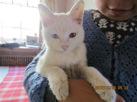 Include (or exclude) self posts. 我家猫是什么品种？_百度知道