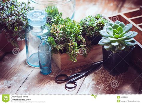 House Plants Stock Image Image Of Garden Glass Home