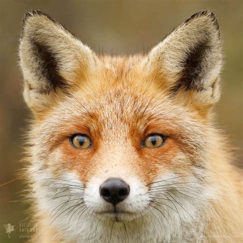 48 Faces Of Foxes Roeselien Raimond Nature Photography