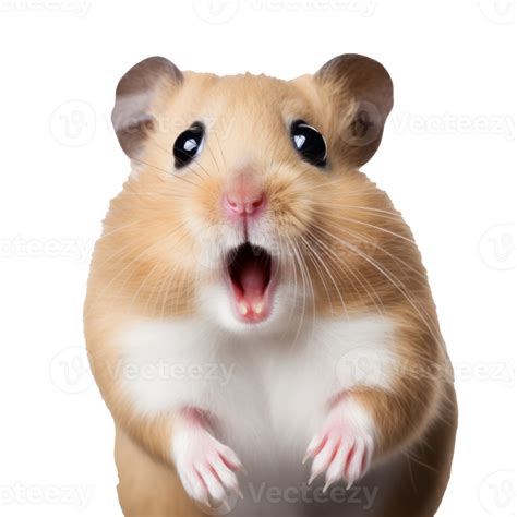Surprised Hamster With Huge Eyes 27395226 Png