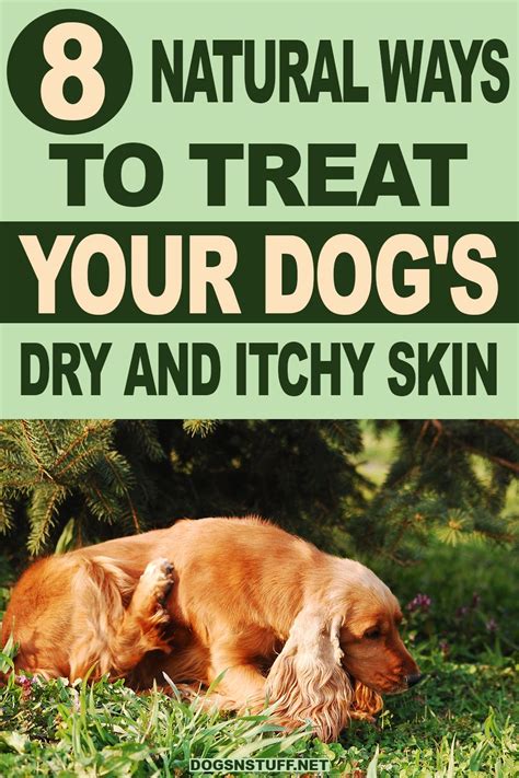 8 Natural Ways To Treat Dry And Itchy Skin In Dogs Itchy Skin Dog