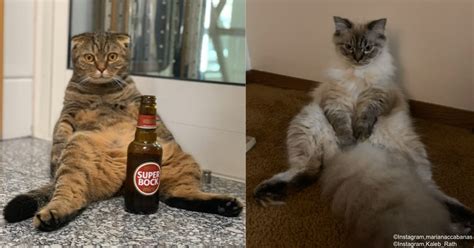 Enjoy These Funny Pictures Of Cats Sitting In Weird Positions