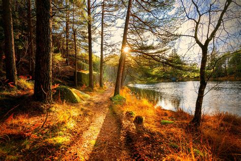 Forests Autumn Lake Path Trees Fall Nature Sun Forest Splendor
