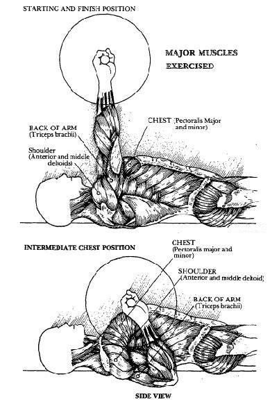 Resource site for teachers and students of anatomy and physiology. Chest Workout - anatomy of chest diagram | Fitness | Pinterest | Chest workouts, Muscles and Workout