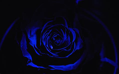 We've gathered more than 5 million images uploaded by our users and sorted them by the most popular ones. Dark rose HD wallpaper | HD Latest Wallpapers