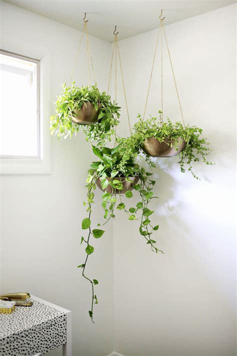 10 Great Hanging Plants Archie And The Rug
