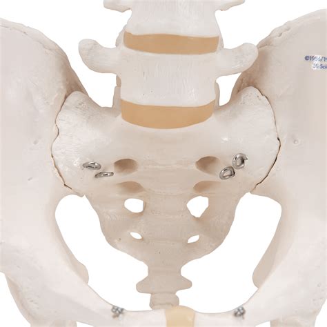Squelette Du Bassin Masculin 3b Smart Anatomy 1000133 A60