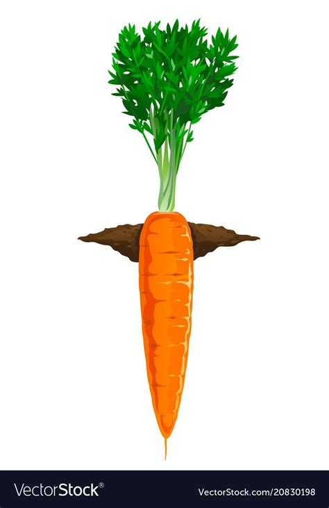 Carrot Grow In Ground Royalty Free Vector Image Fruits Drawing