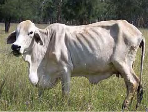 They can live anywhere from 15 to 20 years of age. Brahman Cattle : Brahman Cattle Physical Characteristics ...