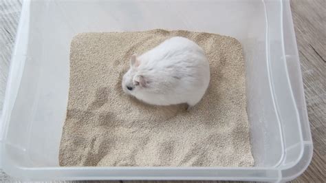 Hamster In Sand Bath Youtube