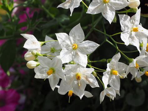 Flower Flowers White Free Photo On Pixabay
