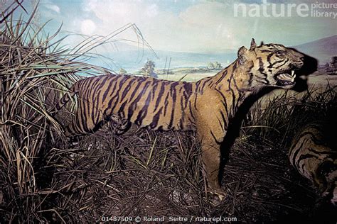 Stock Photo Of Stuffed Javan Tiger Panthera Tigris Sondaica Specimen