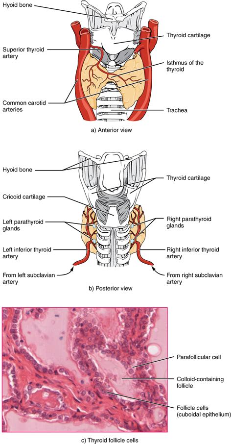 144 The Thyroid Gland Fundamentals Of Anatomy And Physiology