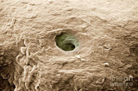 Sweat Pore On The Skin Of A Human Finger Photograph By Dr Jeremy