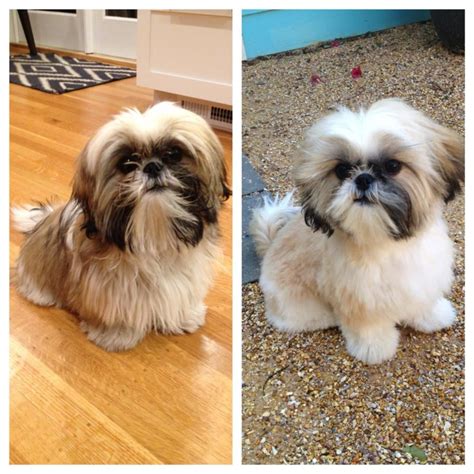 Shih Tzu Before And After Yelp