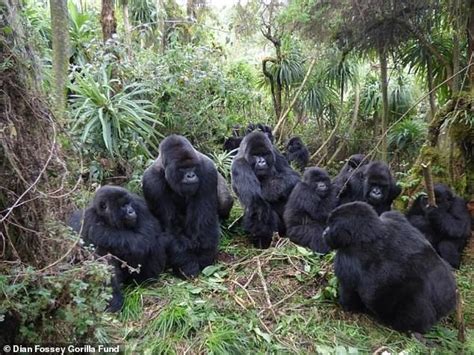 Gorilla Relationships Are Limited In Large Groups Study Suggests